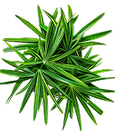 Symbol Saw Palmetto